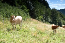 Pasoucí se krávy jsou symbolem lopenických luk